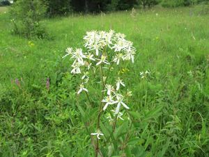 Plamének přímý (Clematis recta)