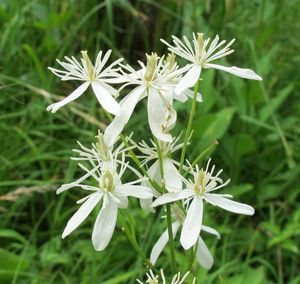 Plamének přímý (Clematis recta)