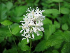 Samorostlík klasnatý (Actaea spicata)