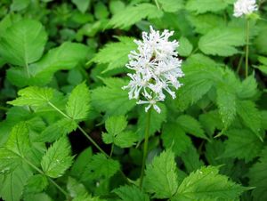 Samorostlík klasnatý (Actaea spicata)