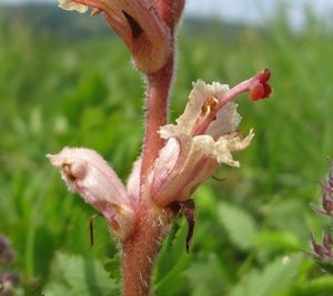 Záraza vyšší (Orobanche elatior)