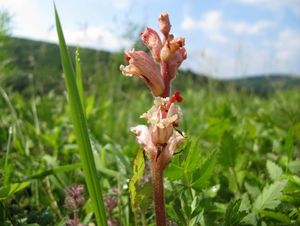 Záraza vyšší (Orobanche elatior)