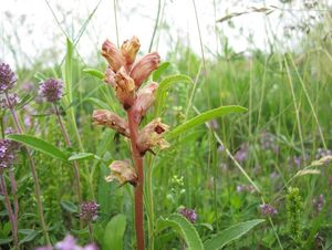 Záraza vyšší (Orobanche elatior)