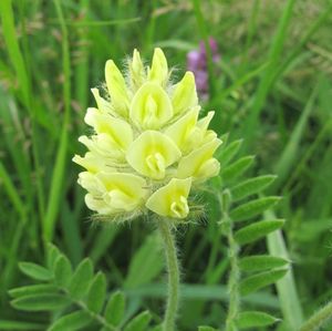 Vlnice chlupatá (Oxytropis pilosa)