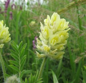 Vlnice chlupatá (Oxytropis pilosa)