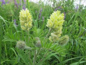 Vlnice chlupatá (Oxytropis pilosa)