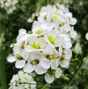 Katrán tatarský (Crambe tatarica)