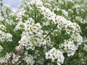 Katrán tatarský (Crambe tatarica)