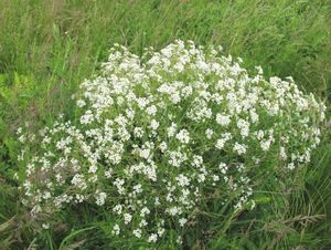 Katrán tatarský (Crambe tatarica)