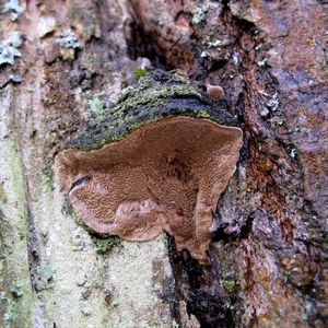 Ohňovec borový - Phellinus pini (Brot.) Bondartsev & Singer