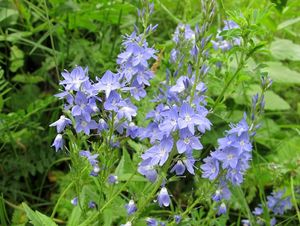 Rozrazil ožankový (Veronica teucrium)