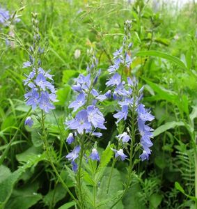 Rozrazil ožankový (Veronica teucrium)