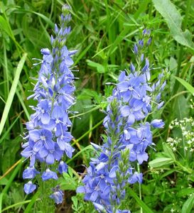 Rozrazil ožankový (Veronica teucrium)