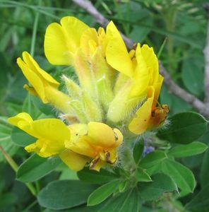 Čilimník zelenavý (Chamaecytisus virescens)