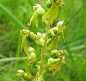 Bradáček vejčitý (Listera ovata)