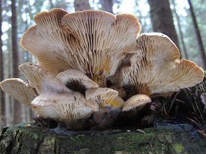 Klikni pro velký obrázek