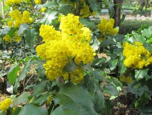 Mahónie cesmínolistá (Mahonia aguifolium)