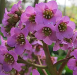 Bergénie srdčitá (Bergenia Cordifolia)