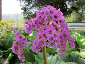 Bergénie srdčitá (Bergenia Cordifolia)