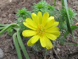 Hlaváček jarní (Adonis vernalis)