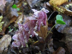 Podbílek šupinatý (Lathraea squmaria)