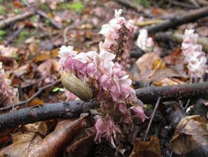 Podbílek šupinatý (Lathraea squmaria)