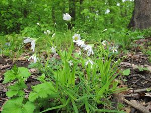 Ptačinec velkokvětý (Stellaria holostea)