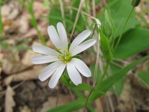 Ptačinec velkokvětý (Stellaria holostea)