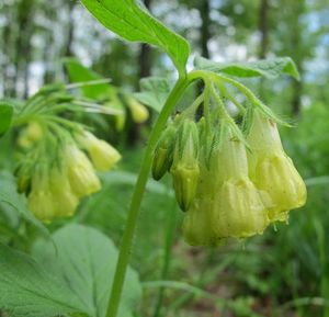 Kostival hlíznatý (Symphytum tuberosum)