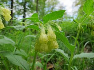 Kostival hlíznatý (Symphytum tuberosum)