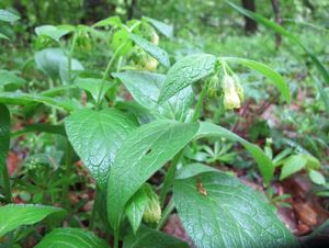 Kostival hlíznatý (Symphytum tuberosum)