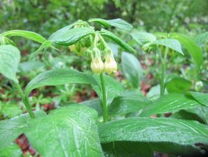 Kostival hlíznatý (Symphytum tuberosum)