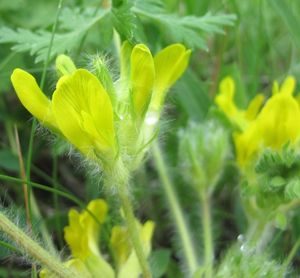 Kozinec bezlodyžný (Astragalus exscapus)