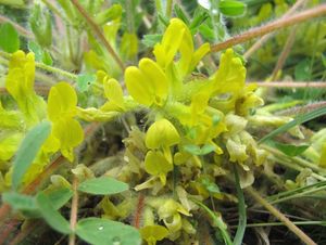 Kozinec bezlodyžný (Astragalus exscapus)