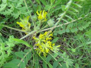 Kozinec bezlodyžný (Astragalus exscapus)