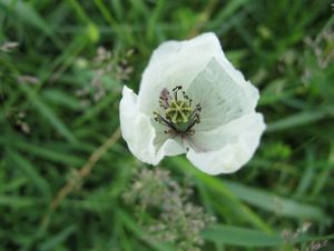 Mák bělokvětý (Papaver maculosum subsp. austromoravicum)