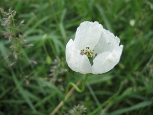 Mák bělokvětý (Papaver maculosum subsp. austromoravicum)