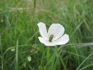 Mák bělokvětý (Papaver maculosum subsp. austromoravicum)