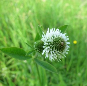 Jetel horský (Trifolium montanum)