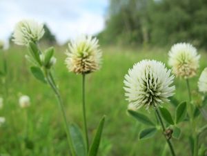 Jetel horský (Trifolium montanum)