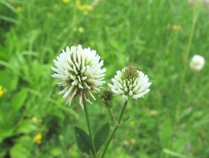 Jetel horský (Trifolium montanum)