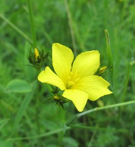 Len žlutý (Linum flavum)