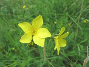 Len žlutý (Linum flavum)