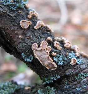 Škrobnatec jedlový - Aleurodiscus amorphus