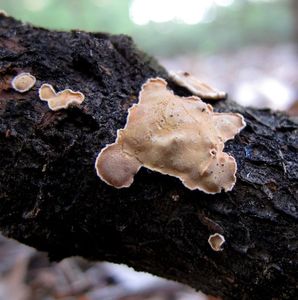 Škrobnatec jedlový - Aleurodiscus amorphus