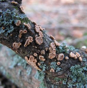 Škrobnatec jedlový - Aleurodiscus amorphus