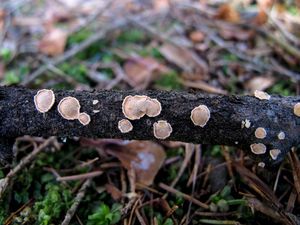 Škrobnatec jedlový - Aleurodiscus amorphus