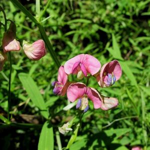 Hrachor lesní (Lathyrus silvestris L.)