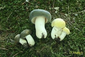 Klikni pro velký obrázek