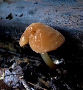 Špička rohonohá - Marasmius cohaerens (Pers.) Cooke & Quél.